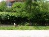 5-geese-goose-family-near-hotel